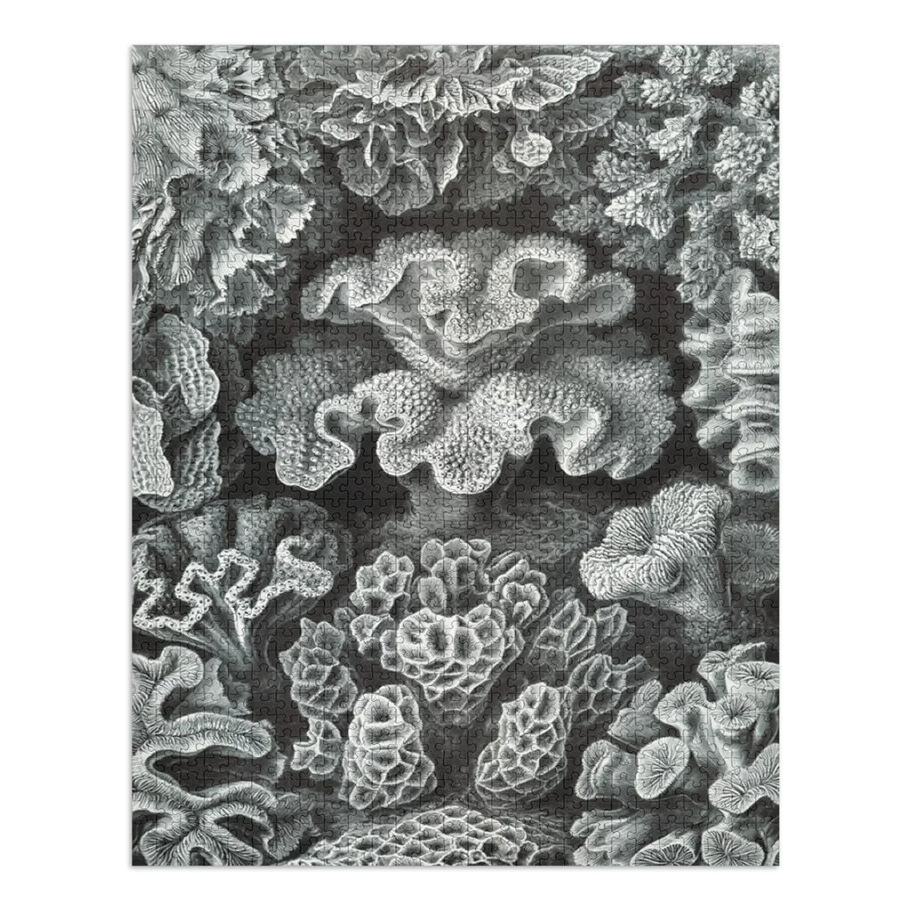 Ernst Haeckel, Hexacoralla (1000 Piece Puzzle, Size 19x27, Challenging Jigsaw Puzzle for Adults and Family, Made in USA)