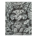 Ernst Haeckel, Hexacoralla (1000 Piece Puzzle, Size 19x27, Challenging Jigsaw Puzzle for Adults and Family, Made in USA)