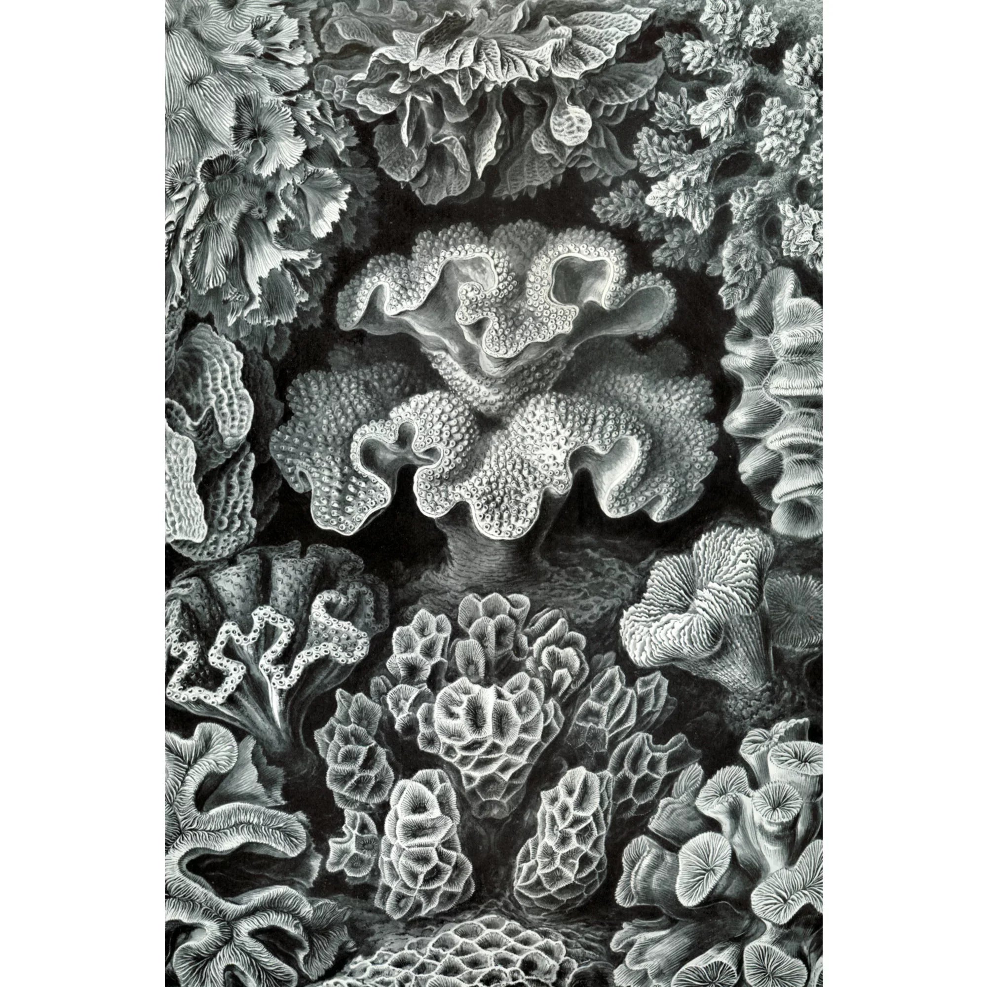 Ernst Haeckel, Hexacoralla (1000 Piece Puzzle, Size 19x27, Challenging Jigsaw Puzzle for Adults and Family, Made in USA)